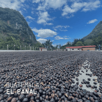 Guatemala El Panal Espresso - Rumble Coffee