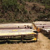 Ethiopia Ayla Washed Filter - Rumble Coffee