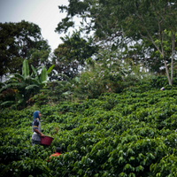 Guatemala La Danta Espresso