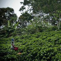 Costa Rica Hacienda Sonora Filter - Rumble Coffee