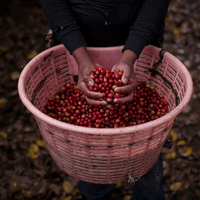 Costa Rica Hacienda Sonora Filter - Rumble Coffee