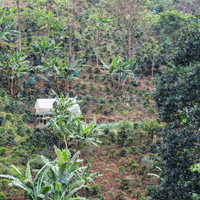 Colombia Luzmila Gonzales Espresso - Rumble Coffee