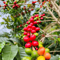 Colombia Eduar Giraldo - Rumble Coffee