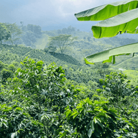 Colombia Eduar Giraldo - Rumble Coffee