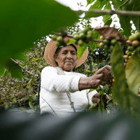 Bolivia Carmalita Java Filter - Rumble Coffee