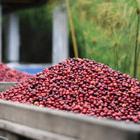 Colombia Sebastian Ramirez Espresso - Rumble Coffee