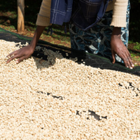 Ethiopia Werka Washed Filter - Rumble Coffee