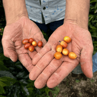 Colombia Los Guacharos - Rumble Coffee