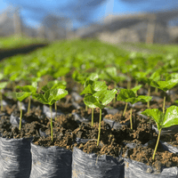 Colombia Los Guacharos - Rumble Coffee