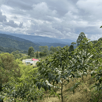 Colombia Nestor Lasso Filter - Rumble Coffee