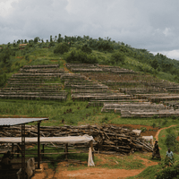 Burundi Ninga Espresso - Rumble Coffee