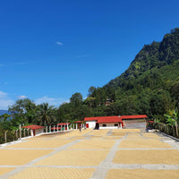 Guatemala El Buho Filter - Rumble Coffee