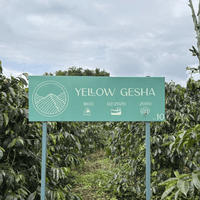 Colombia Jardines del Eden Yellow Geisha - Rumble Coffee