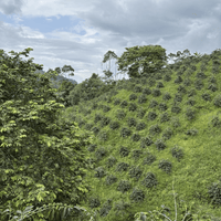 Colombia Jardines del Eden Yellow Geisha - Rumble Coffee