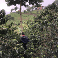 Colombia Sebastian Gomez Filter - Rumble Coffee