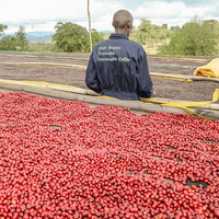Ethiopia Shakiso Shoondhisa Espresso - Rumble Coffee
