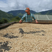 Colombia Norvey De Jesus Estrada Filter - Rumble Coffee