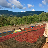 Ethiopia Halo Beriti Anaerobic Espresso - Rumble Coffee