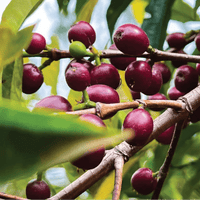 Ethiopia Moli Espresso - Rumble Coffee