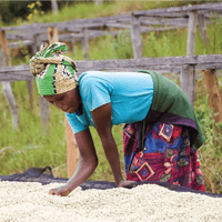 Rwanda Nkara Filter - Rumble Coffee