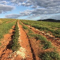 Brazil Pedro Gabarra Uva Espresso - Rumble Coffee