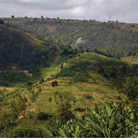 Rwanda Nkara Filter - Rumble Coffee