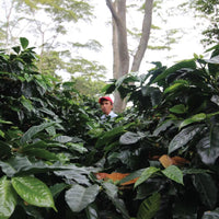 Colombia José Elcias Martinez Filter - Rumble Coffee