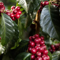 Guatemala El Rincón Espresso - Rumble Coffee