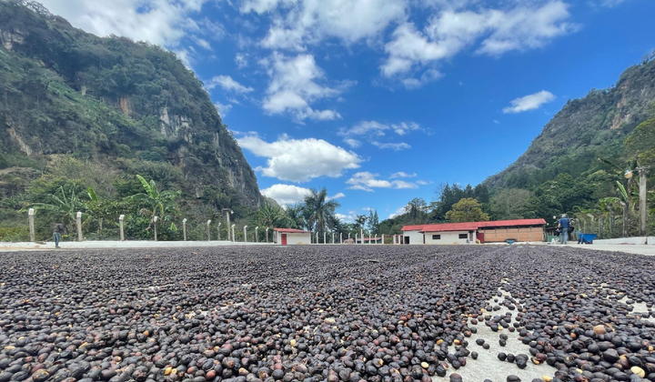 Guatemala El Buho Washed Anaerobic