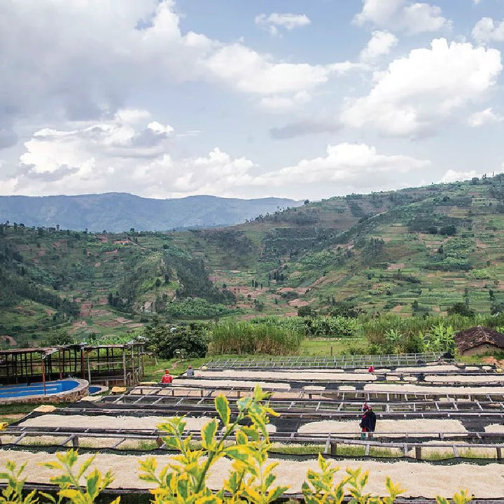 Sustainable Coffee: It's more than compostable packaging - Rumble Coffee