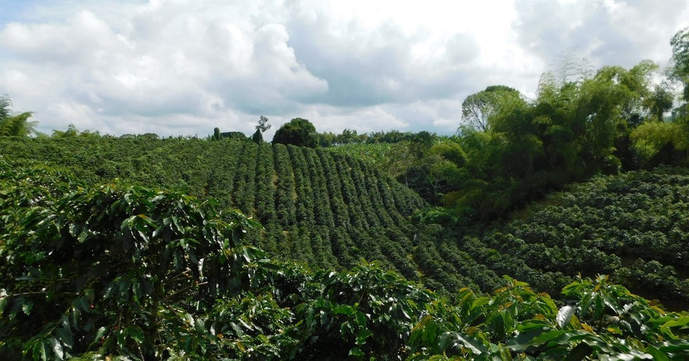 Colombia Arturo Arango Filter — Transparency Report - Rumble Coffee