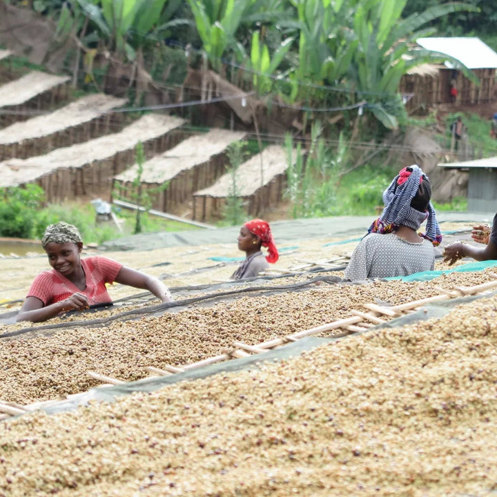 Origin Trip: Ethiopia - Rumble Coffee