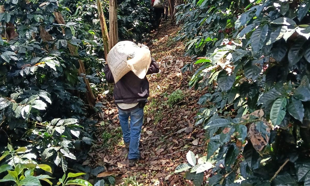 Colombia Lengupá - Transparency Report - Rumble Coffee