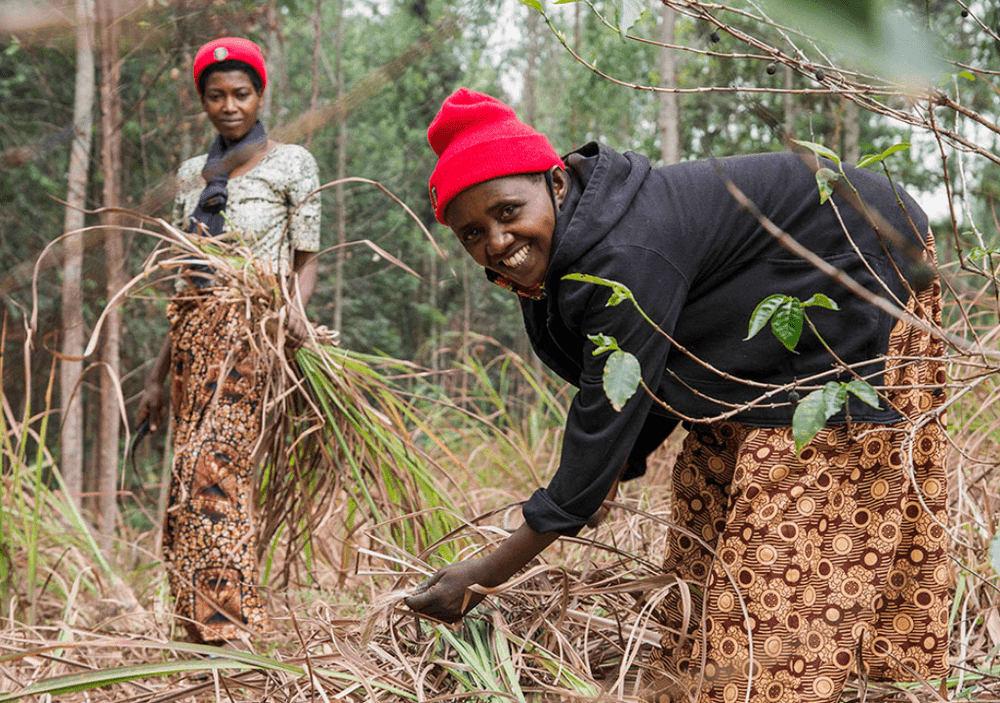 Rwanda Cyarumbo — Transparency Report - Rumble Coffee
