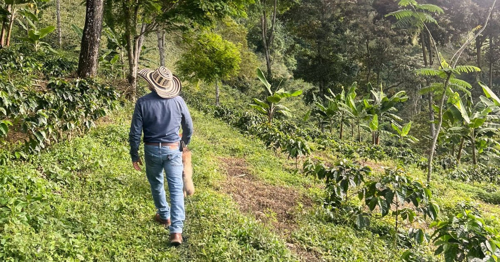 Colombia Diofanor Ruiz - Rumble Coffee