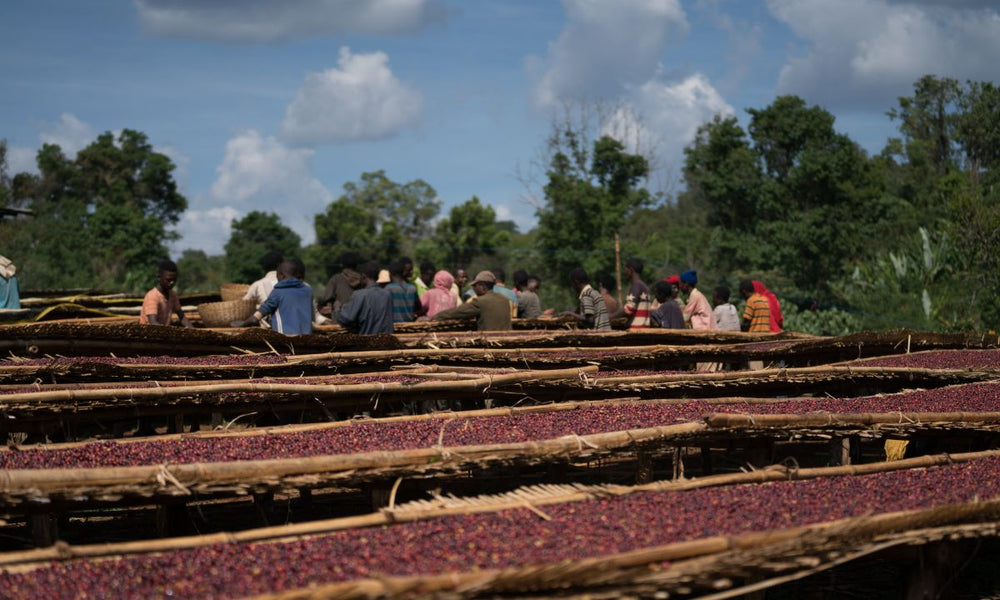 Ethiopia Gogogu - Transparency Report - Rumble Coffee
