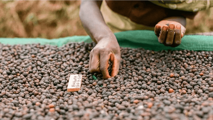Ethiopia Refisa - Rumble Coffee