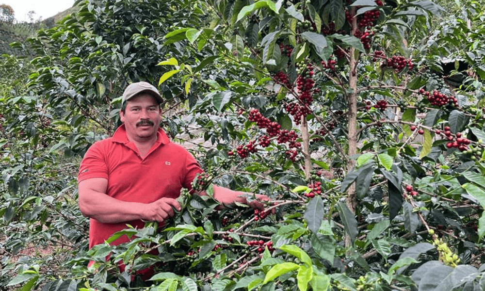 Colombia Favor Ninco — Transparency Report - Rumble Coffee