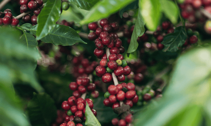 Peru Tapir - Rumble Coffee
