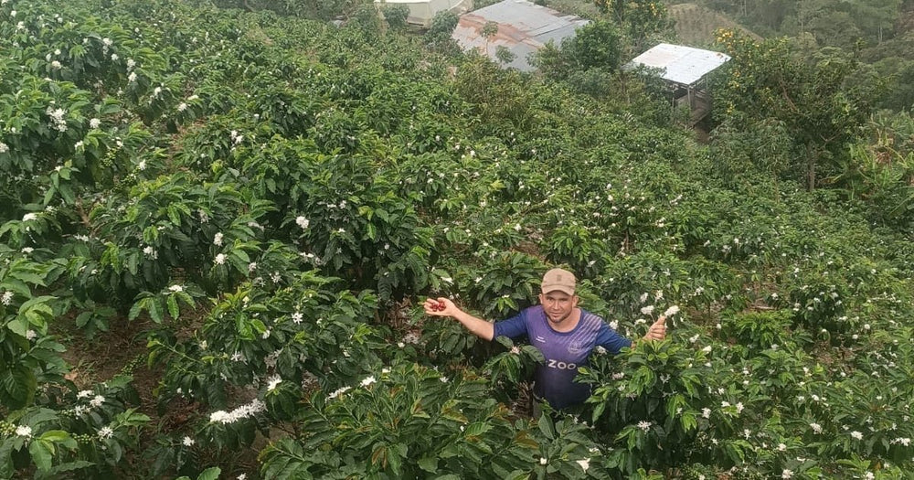Colombia German Peña Zuta - Rumble Coffee