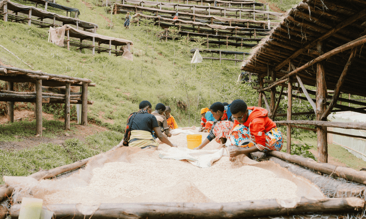 Burundi Gishubi - Rumble Coffee