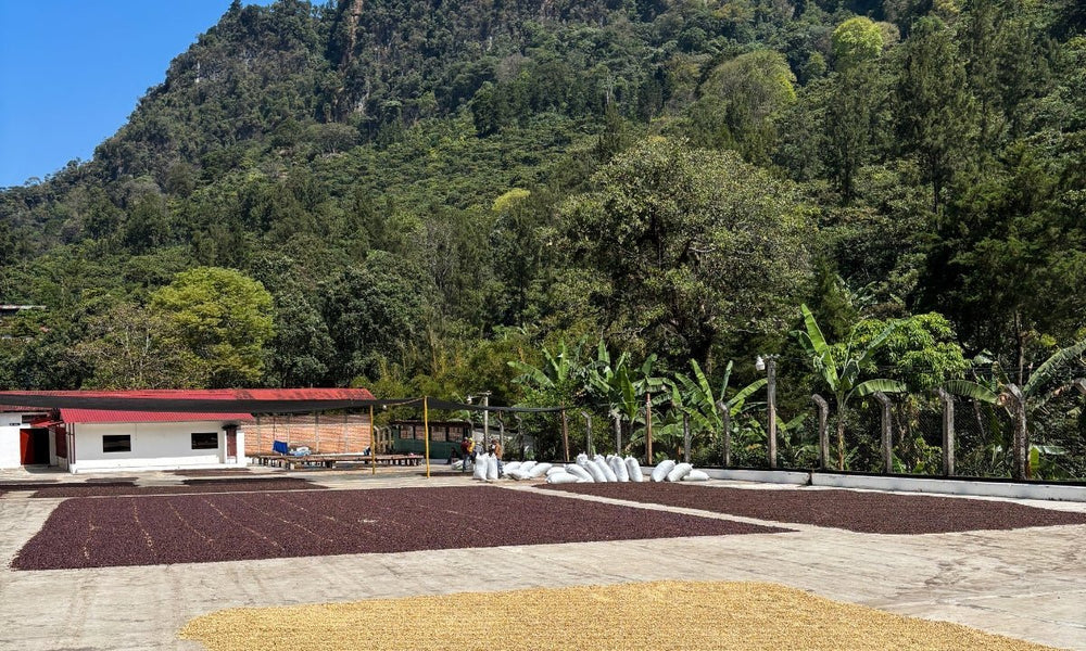 Guatemala Dos Rios - Rumble Coffee