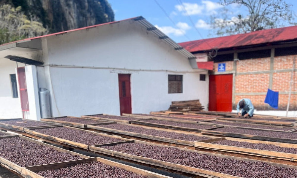 Guatemala El Sol - Rumble Coffee