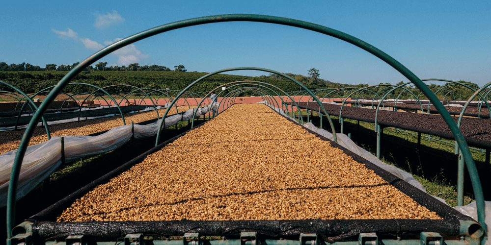 2023 Impact Report - Rumble Coffee