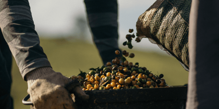 2022 Impact Report - Rumble Coffee