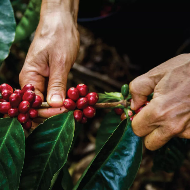 What is Specialty Coffee?