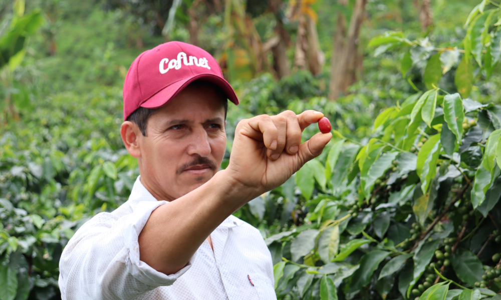 Colombia Luis Anibal Papayo - Rumble Coffee