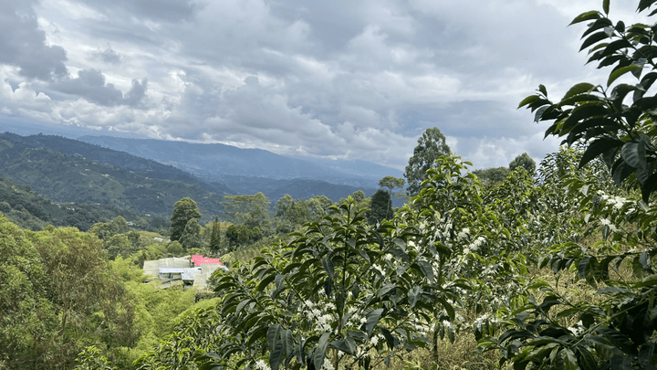 Colombia Nestor Lasso - Rumble Coffee