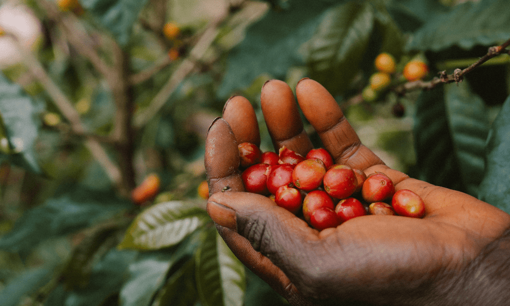 What is Specialty Coffee? - Rumble Coffee