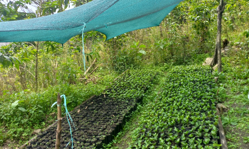 Peru Norico Perez - Rumble Coffee